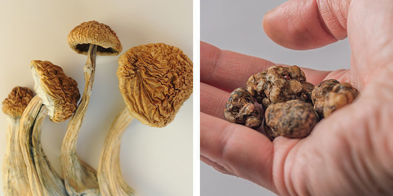 Kter&eacute; jsou vhodněj&scaron;&iacute; pro zač&aacute;tečn&iacute;ky: magick&eacute; lan&yacute;že, nebo lysohl&aacute;vky?