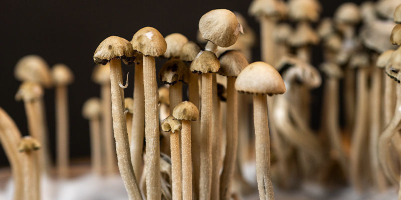 Využijte s&iacute;lu Panaeolus cyanescens