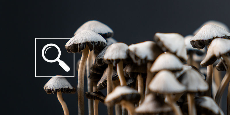 Jak rozpoznat Panaeolus cyanescens