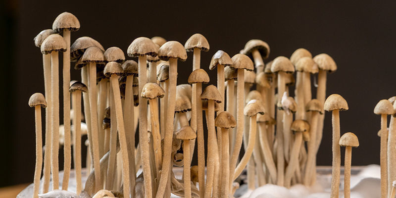 Co je Panaeolus cyanescens?