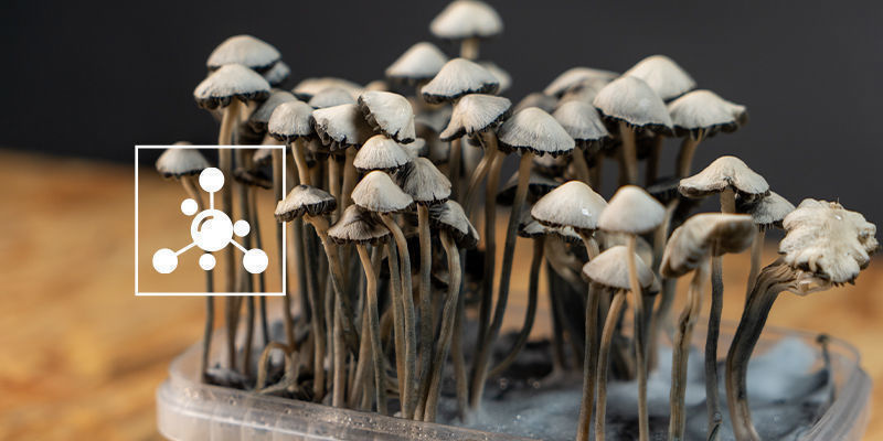 Jak&eacute; sloučeniny obsahuje Panaeolus cyanescens?