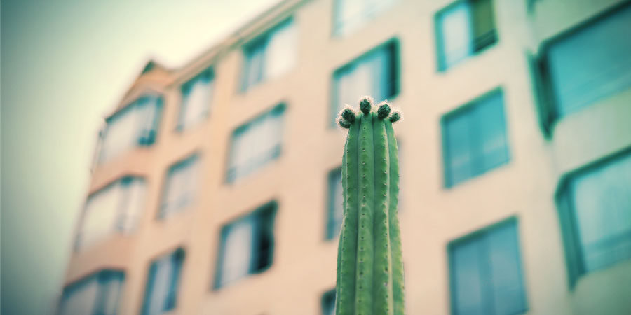 Pěstov&aacute;n&iacute; San Pedra