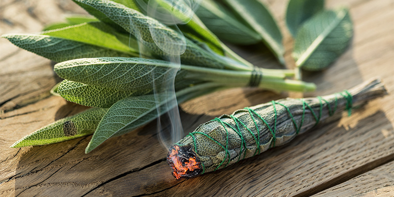 Metody už&iacute;v&aacute;n&iacute; a d&aacute;vkov&aacute;n&iacute; &scaron;alvěje divotvorn&eacute;