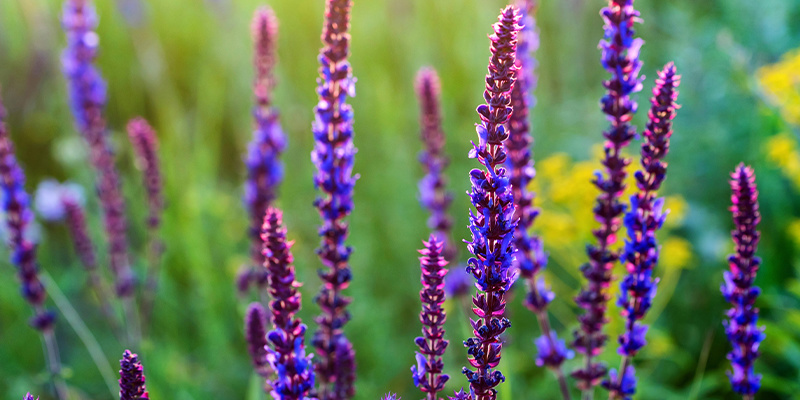 Co je Salvia divinorum?