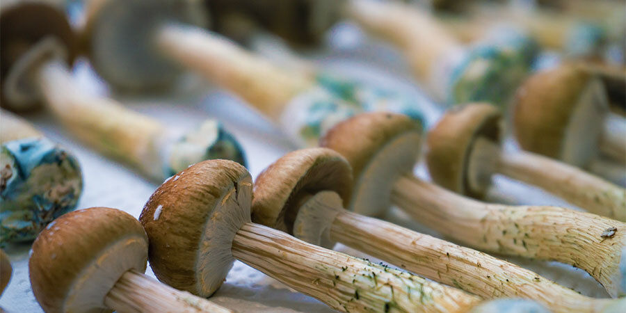 Jak už&iacute;vat lysohl&aacute;vky