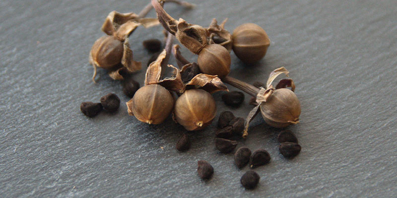 Historie a tradičn&iacute; užit&iacute; LSA