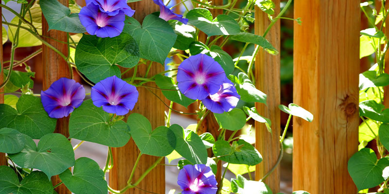 Pr&aacute;vn&iacute; status LSA