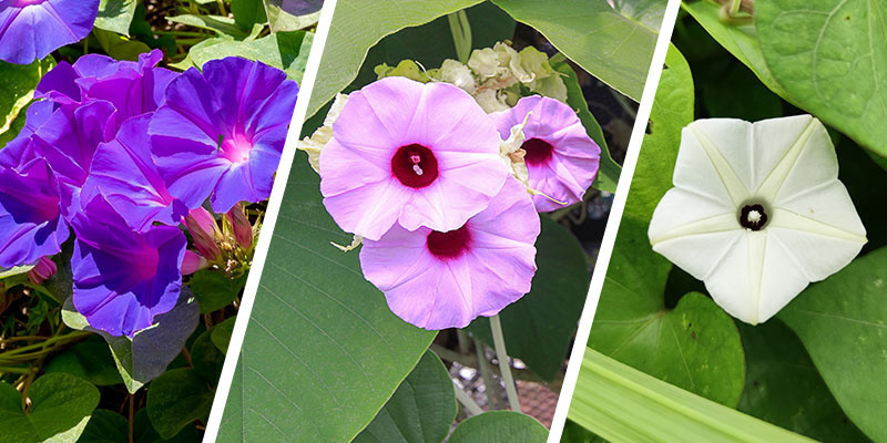 Co je LSA (lysergamid)?