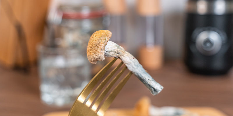 Žv&yacute;k&aacute;n&iacute; a polyk&aacute;n&iacute; lysohl&aacute;vek