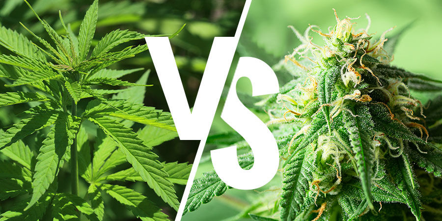 Debata indika vs sativa: Je to st&aacute;le důležit&eacute;?