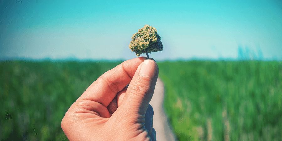 Co se považuje za odrůdu s vysok&yacute;m obsahem CBD?