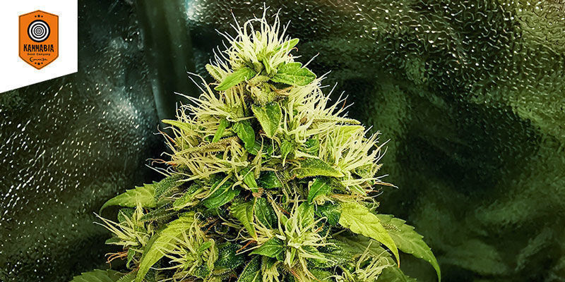 Swiss Dream Ros&eacute; Auto CBD