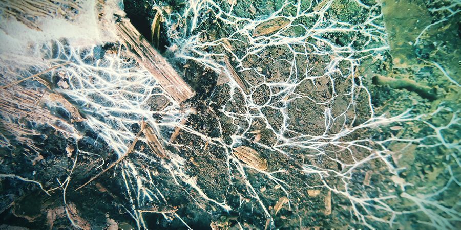 LYSOHL&Aacute;VKY A GAIJSK&Aacute; MYSL