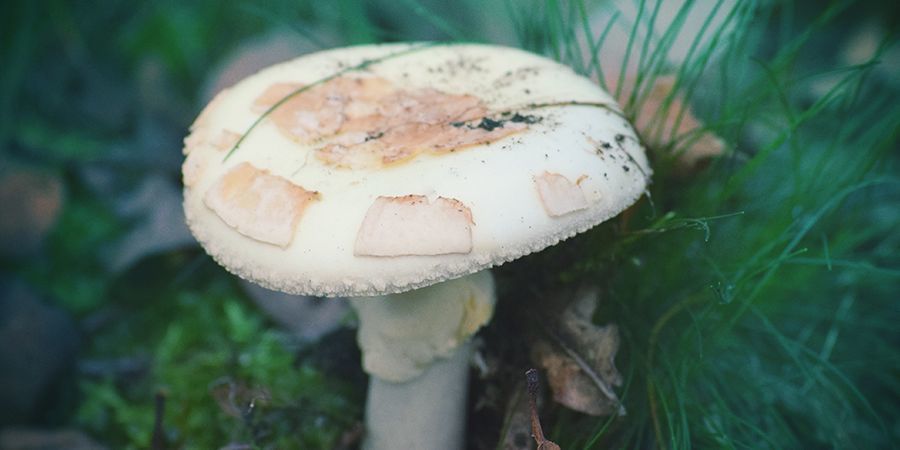 EUROPE&rsquo;S LOST OR DELETED PAGAN PAST