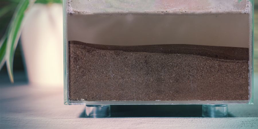 Pěstov&aacute;n&iacute; modr&eacute;ho lekn&iacute;nu: Podrobn&yacute; n&aacute;vod krok za krokem