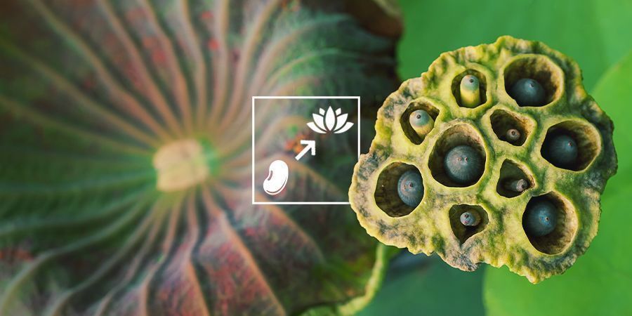 Jak pěstovat modr&yacute; lekn&iacute;n