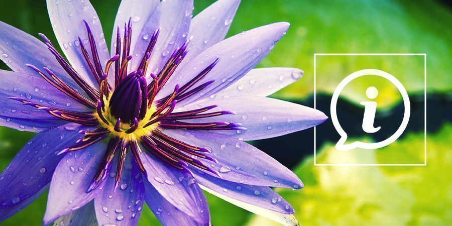 Co je Modr&yacute; lekn&iacute;n?