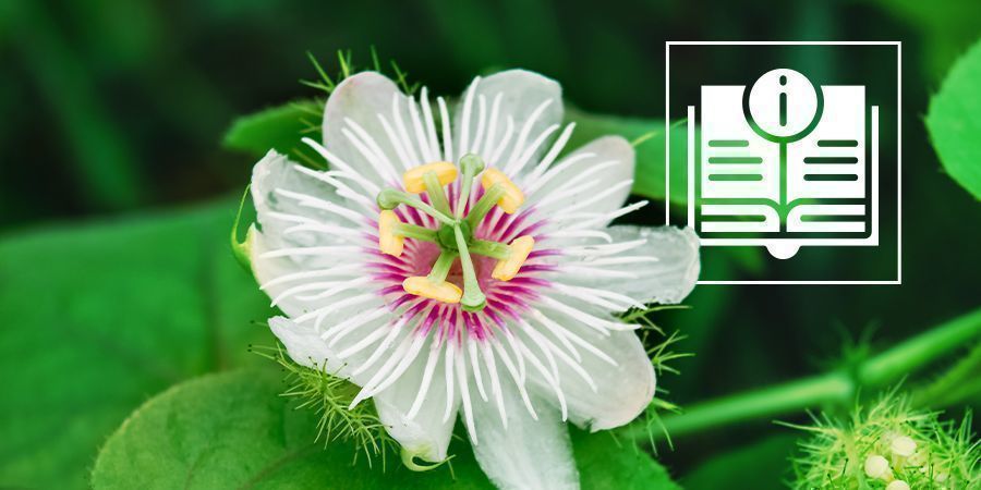 Mučenka: v&scaron;e, co potřebujete vědět