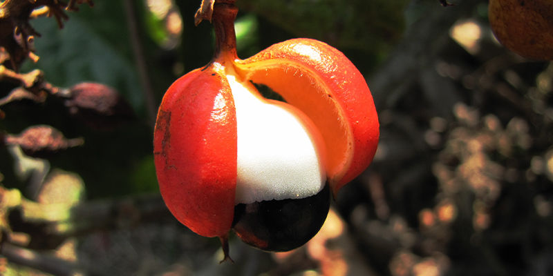 Co je guarana?