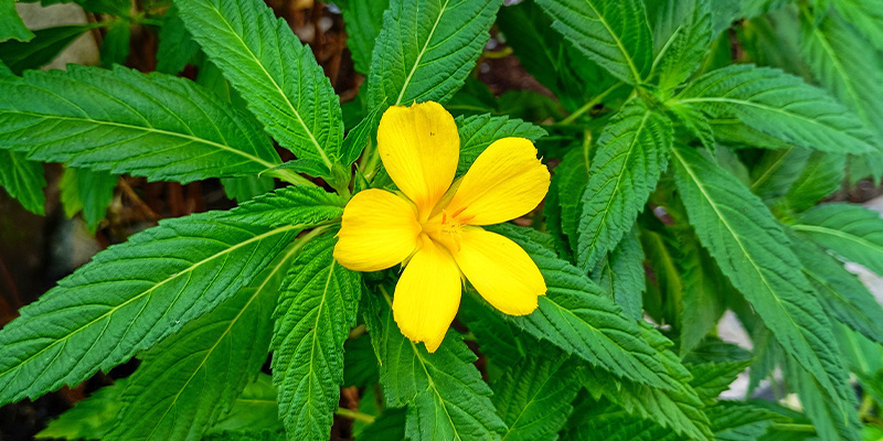 Damiana: Frequently asked questions