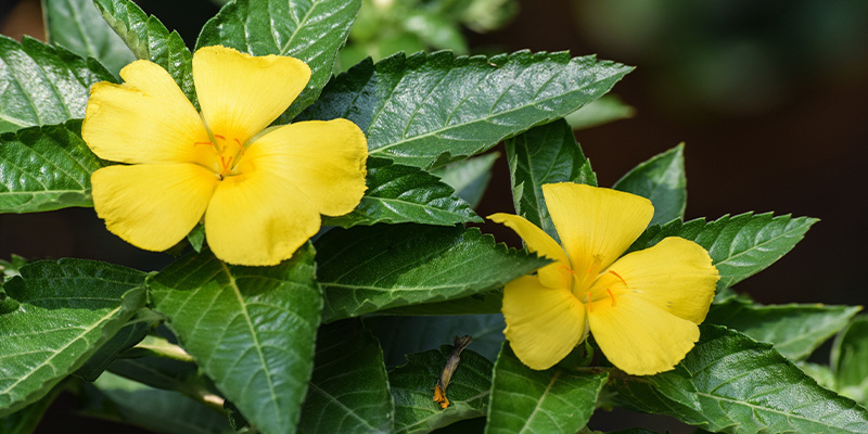 Co je dami&aacute;na?