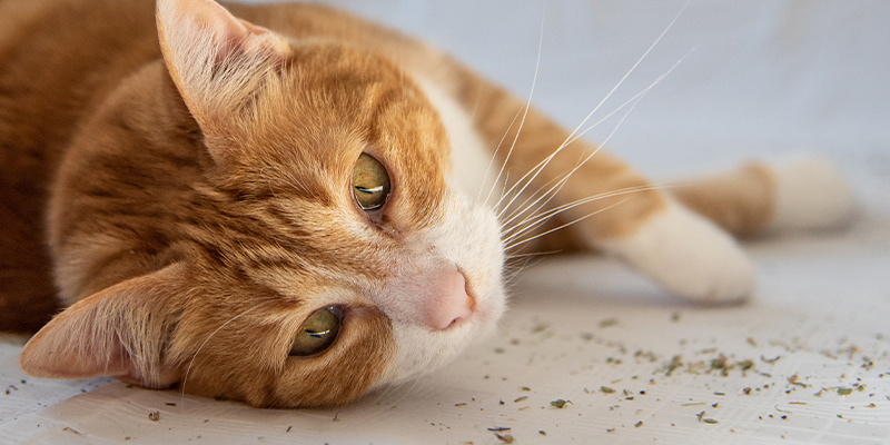 Is catnip a drug? Does catnip make cats high?