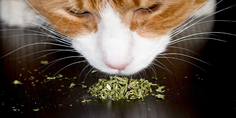 Jak d&aacute;t kočk&aacute;m &scaron;antu kočič&iacute;?