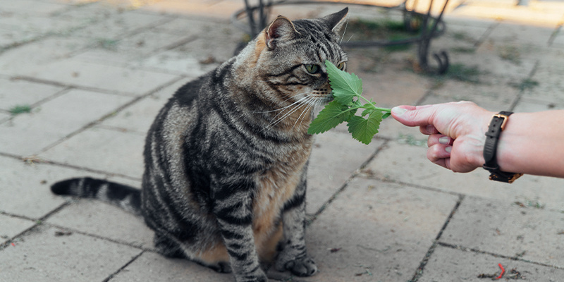 Je &scaron;anta kočič&iacute; pro kočky bezpečn&aacute;?