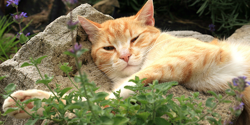 Působ&iacute; jako uvolňovač svalů