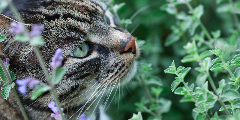 Může zm&iacute;rnit bolest