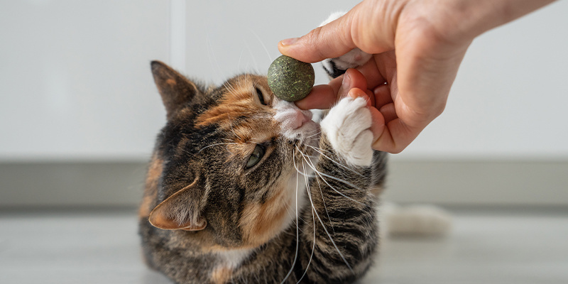 Jak&eacute; jsou v&yacute;hody &scaron;anty kočič&iacute;?