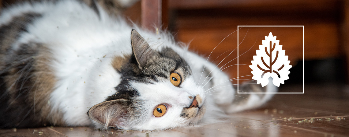 &Scaron;anta kočič&iacute;: V&scaron;e, co potřebujete vědět