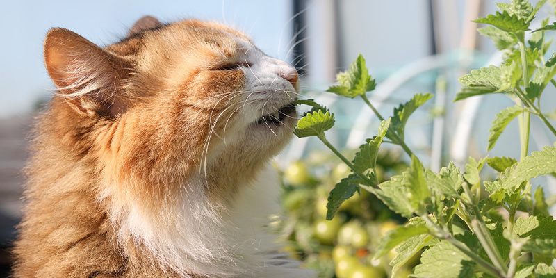 Co je to &scaron;anta kočič&iacute;?