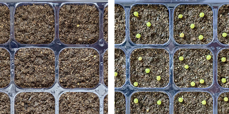 How to germinate peyote seeds