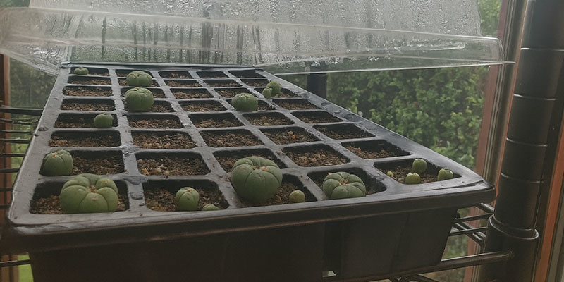 P&eacute;če o sazenice peyotlu (prvn&iacute; rok)