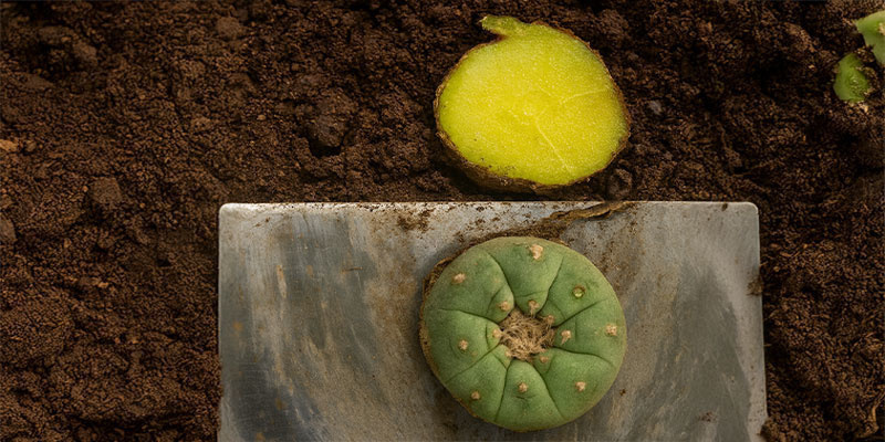 Jak skl&iacute;zet peyotl