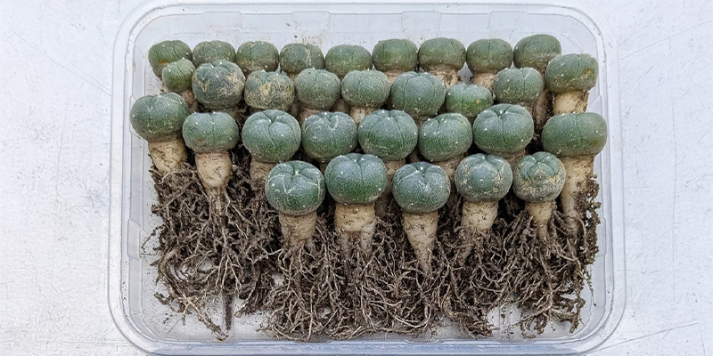 Jak nakl&iacute;čit semena peyotlu