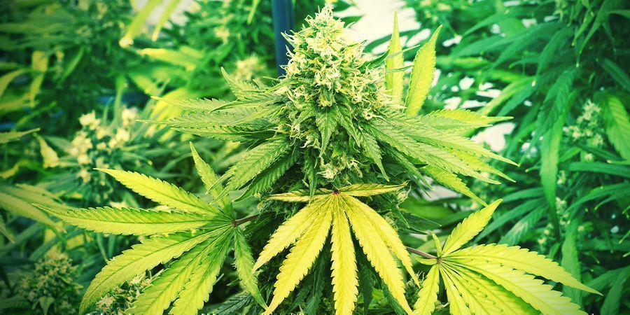 Přehř&aacute;t&iacute; rostlin