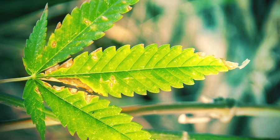 Přehnojen&iacute; (sp&aacute;len&iacute; živinami)