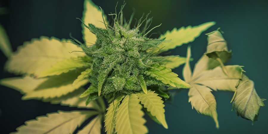 Sp&aacute;len&iacute; světlem