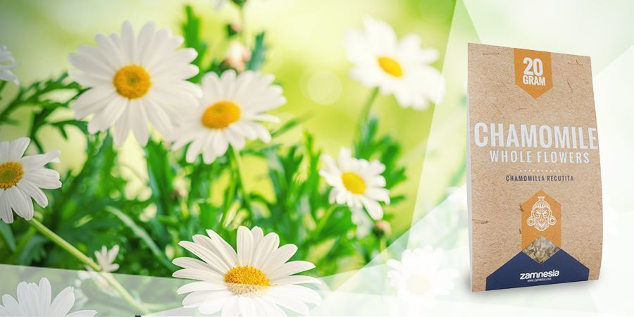 Heřm&aacute;nek  - bylinky do vaporiz&eacute;ru pro dobrou n&aacute;ladu