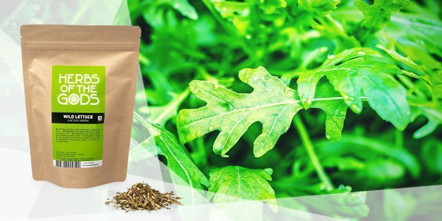 Divok&yacute; sal&aacute;t &ndash; bylinka do vaporiz&eacute;ru pro dobrou n&aacute;ladu