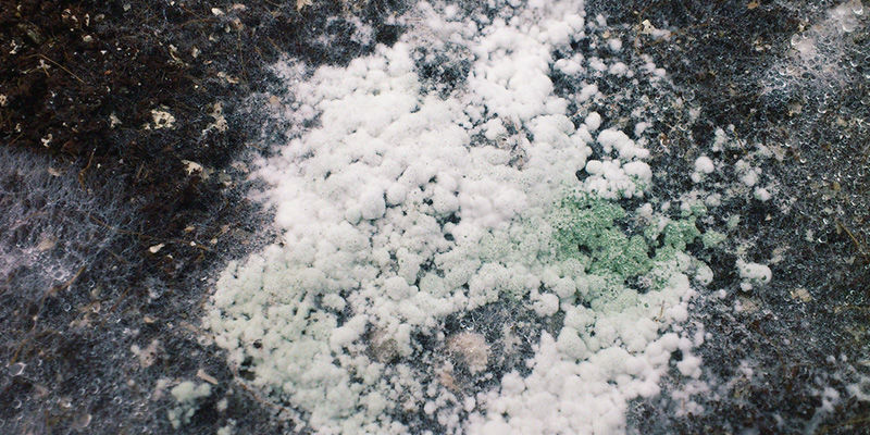 Prvn&iacute; f&aacute;ze kontaminace