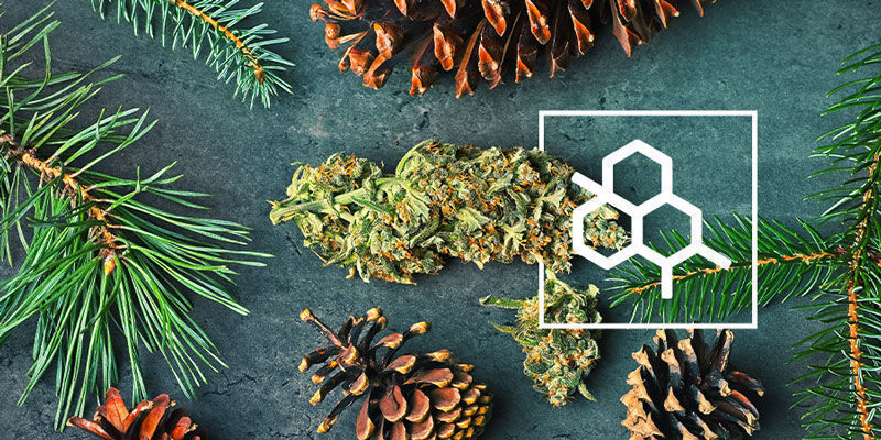 V&scaron;e, co potřebujete vědět o terpenech