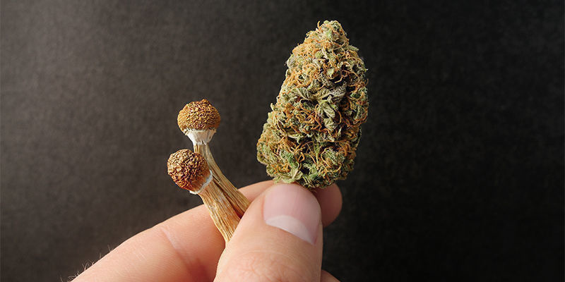 Microdosing konop&iacute; vs. psychedelika