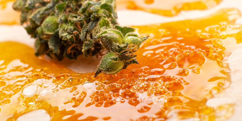 Konopn&eacute; koncentr&aacute;ty vs květy