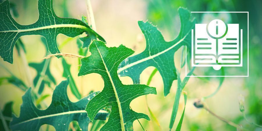 V&scaron;e, co potřebujete vědět o divok&eacute;m sal&aacute;tu