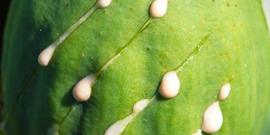 CO JE DIVOK&Yacute; SAL&Aacute;T?