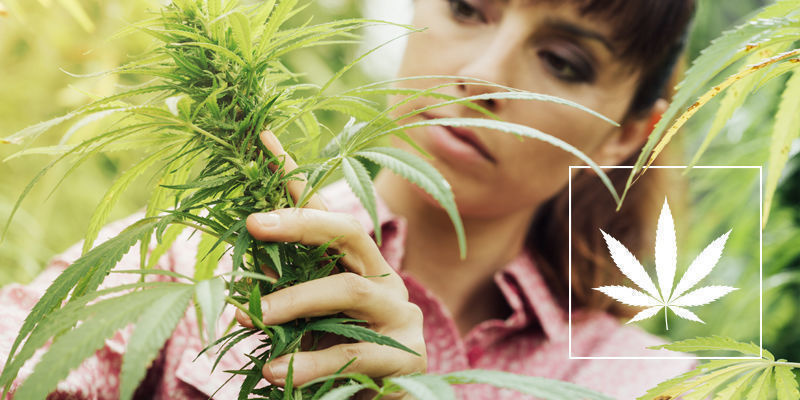 Ne v&scaron;echno konop&iacute; je stejn&eacute;