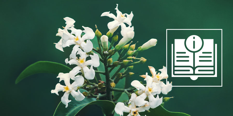 Voacanga africana: V&scaron;e, co potřebujete vědět